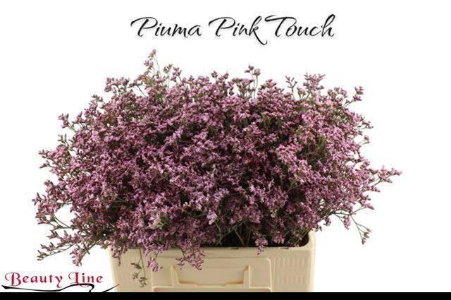 <h4>Lim Piuma Pink Touch</h4>
