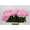 Dahlia Pink Pop