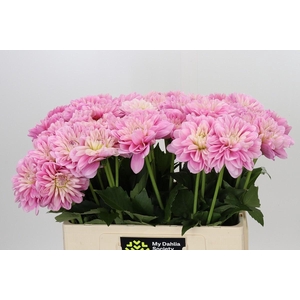 Dahlia Pink Pop