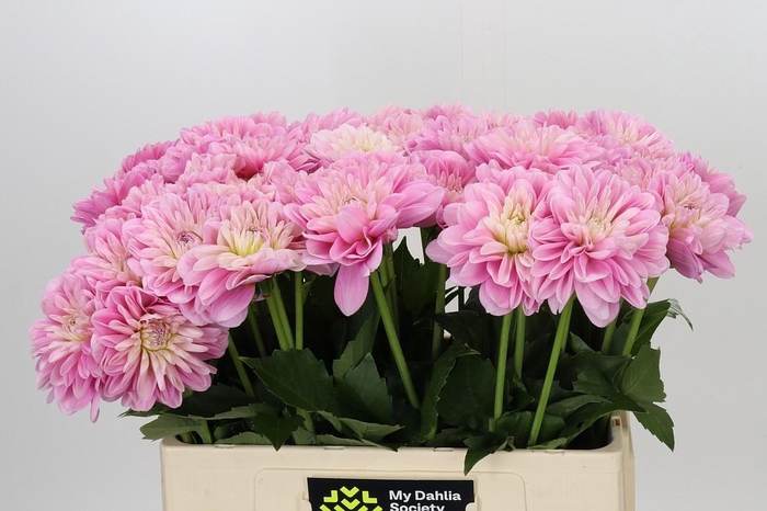 <h4>Dahlia Pink Pop</h4>