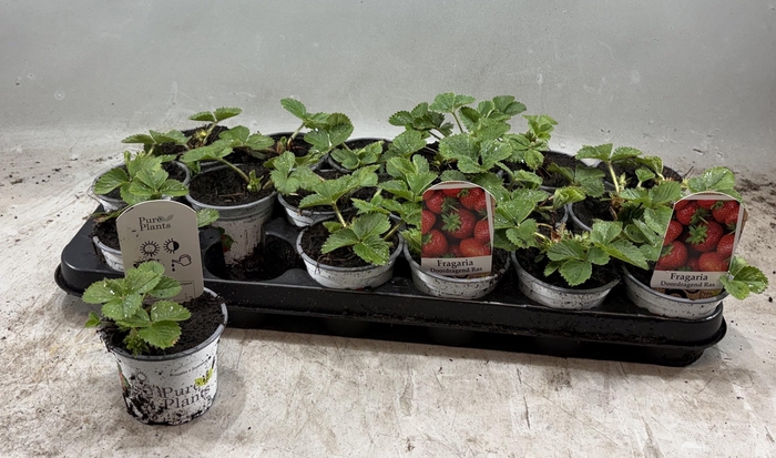 <h4>FRAG OSTARA</h4>