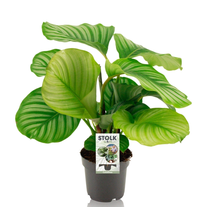 <h4>Calathea 14cm 'Orbifolia'</h4>