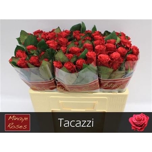 R Gr Tacazzi