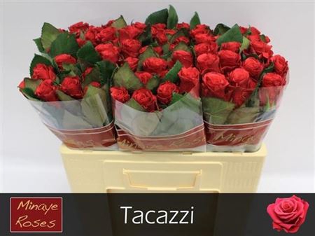 R Gr Tacazzi