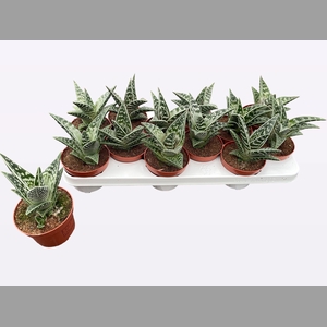 ALOE VARIEGATA