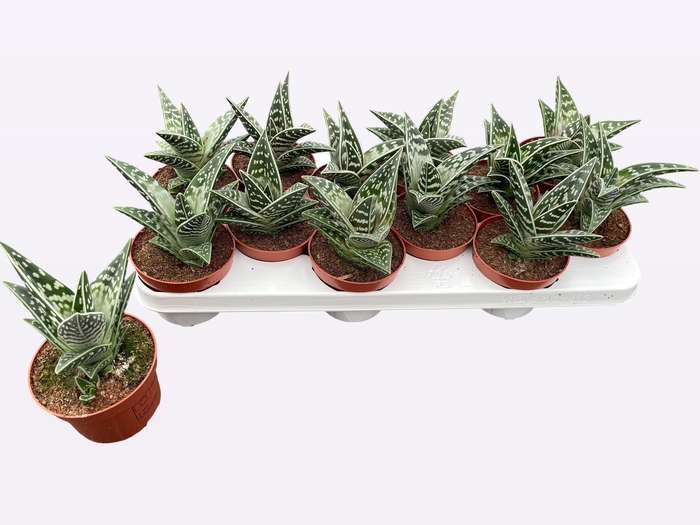 <h4>ALOE VARIEGATA</h4>