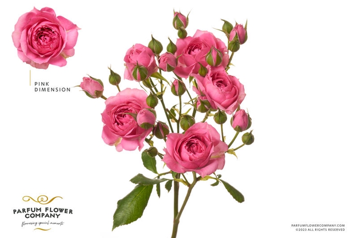<h4>R Tr Pink Dimension</h4>