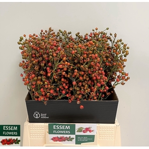 ROSA PLENTY