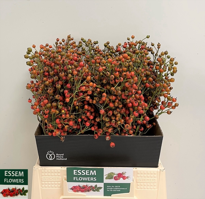 <h4>ROSA PLENTY</h4>