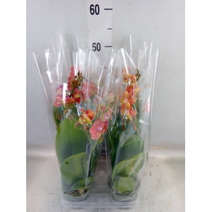Phalaenopsis  'Soft Touch'
