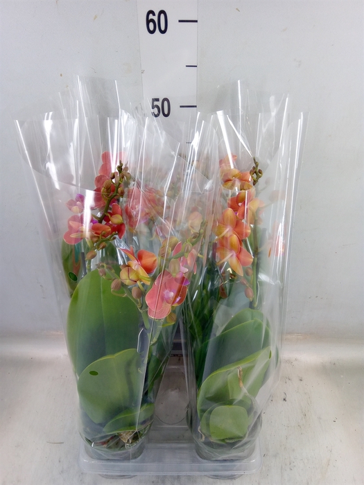 <h4>Phalaenopsis  'Soft Touch'</h4>