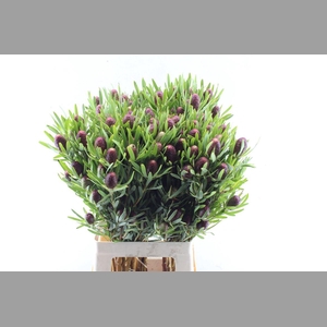 Leucad Red Tag Spray