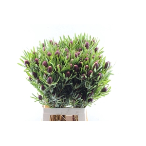 Leucad Red Tag Spray