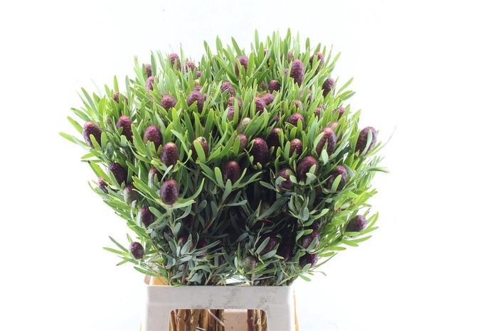 <h4>Leucad Red Tag Spray</h4>