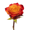 Rosa Premium Atomic