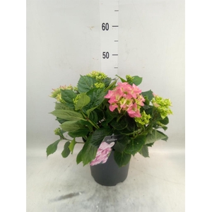 Hydrangea mac. 'Early'