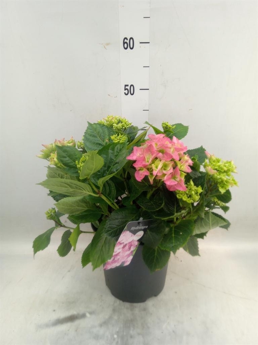 <h4>Hydrangea mac. 'Early'</h4>