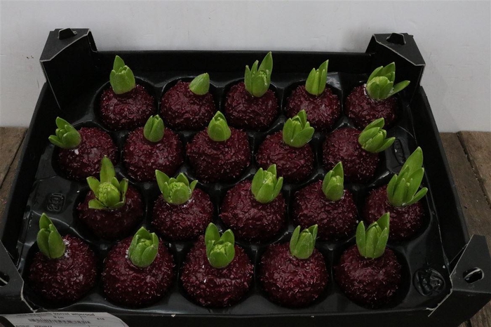 <h4>Wax Hyacinth Korrel Wijnrood</h4>
