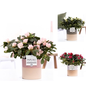 1st class Azalea mix in P&PURE Tess 2 ceramics ass. 3