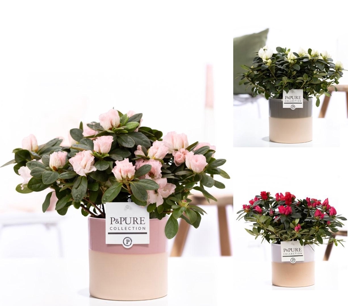 <h4>1st class Azalea mix in P&PURE Tess ceramics ass. 3</h4>