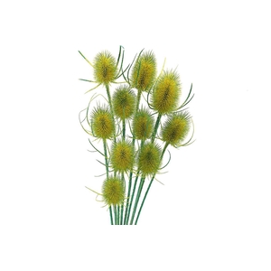 Dried Artz Cardistella Van Gogh Bunch