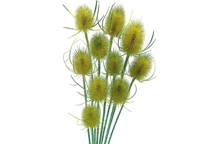 Dried Artz Cardistella Van Gogh Bunch