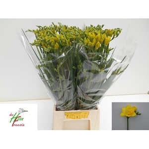 Freesia du Boulevard