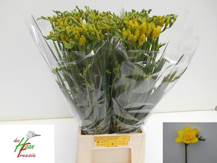 <h4>Freesia du Boulevard</h4>
