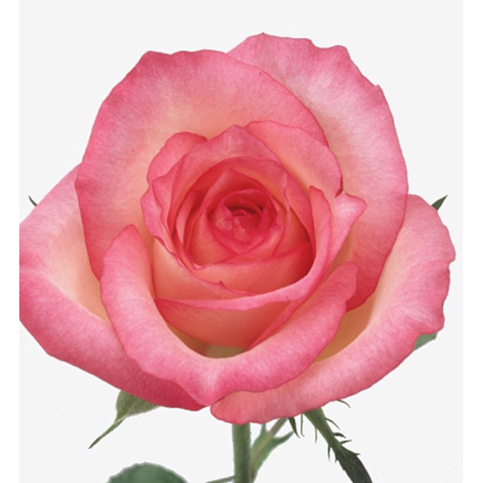 <h4>Rosa Duo Unique</h4>