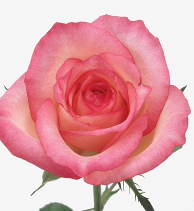 Rosa Duo Unique