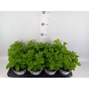 Mentha spicata