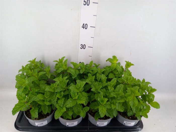 <h4>Mentha spicata</h4>