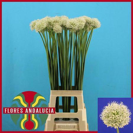 <h4>Allium Mount Everest</h4>