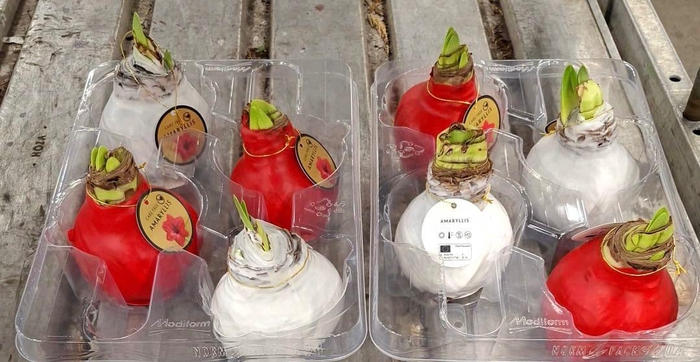 <h4>HIPPEASTRUM WAX MIX RED WHITE X4</h4>