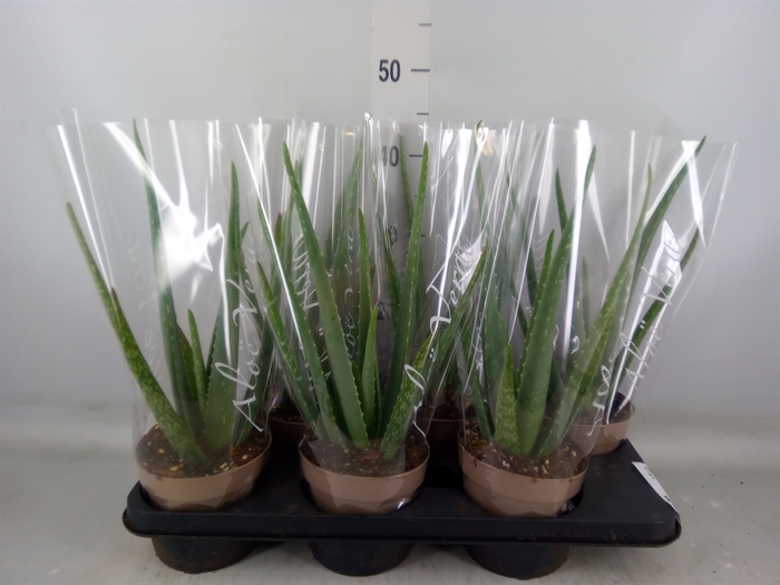 <h4>Aloe vera</h4>