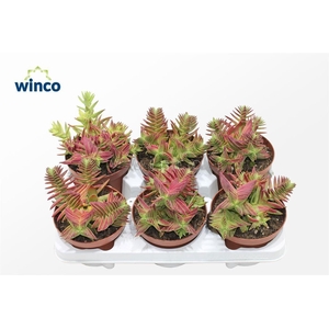 Crassula Capitella (red)