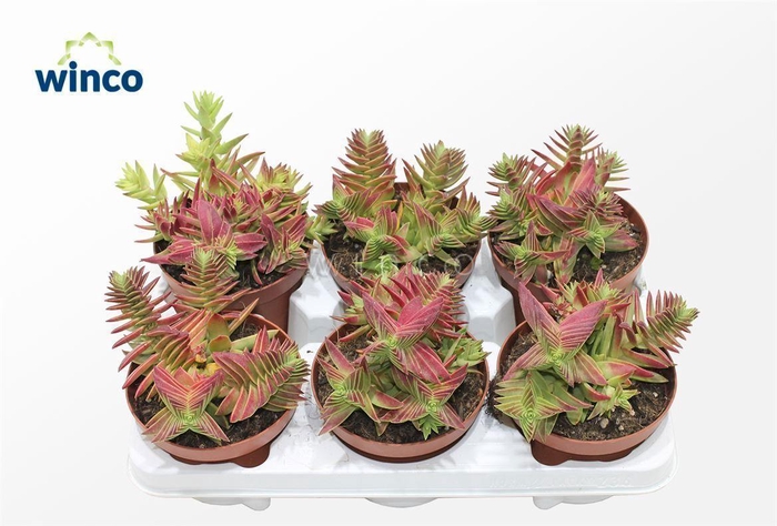 <h4>Crassula Capitella (red)</h4>