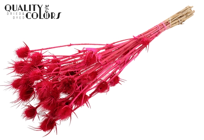 <h4>Cardi Distel Bleached 10pc/bunch 55cm Cerise</h4>