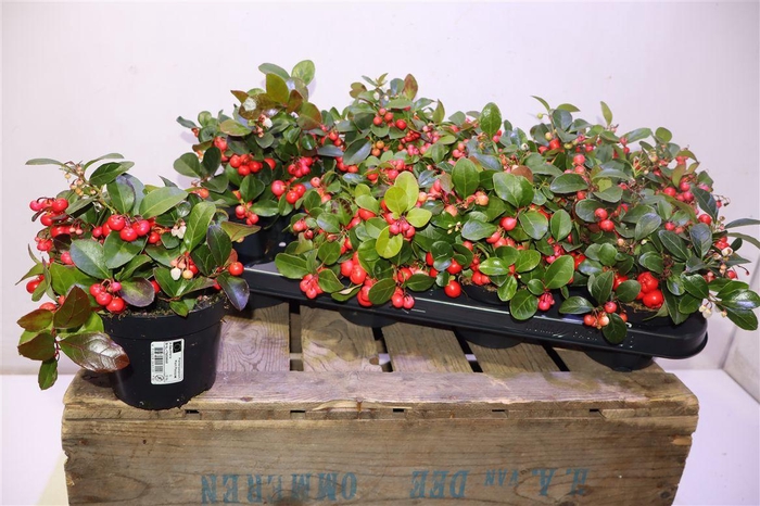 <h4>arr8 Gaulth Pr Big Berry</h4>