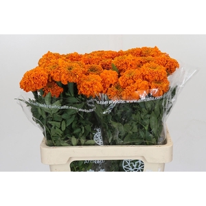 Tagetes Marigold Promise Orange
