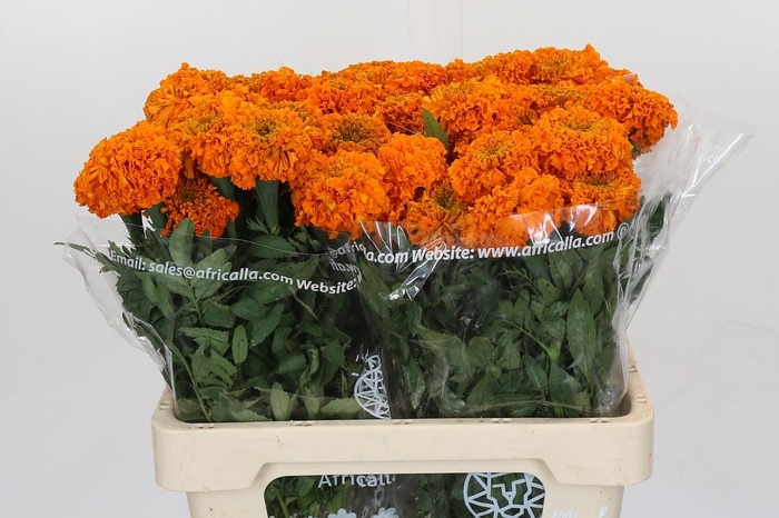 Tagetes Marigold Promise Orange