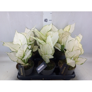 Aglaonema  'White Joy'