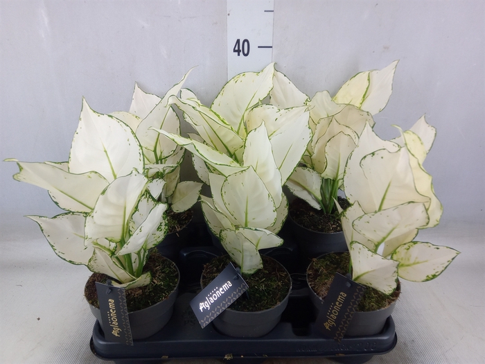 <h4>Aglaonema  'White Joy'</h4>