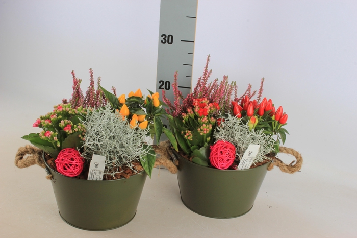 <h4>ARR TUINPLANTEN</h4>