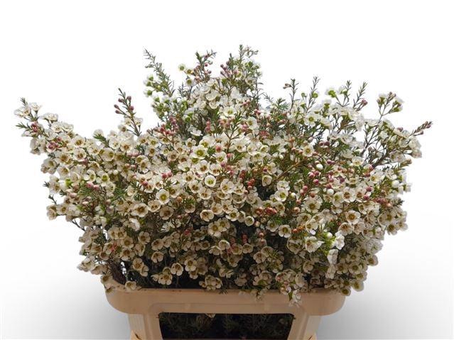 <h4>CHAME ME GIL</h4>