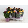 Chrysanthemum Flowerpops gemengd in pot