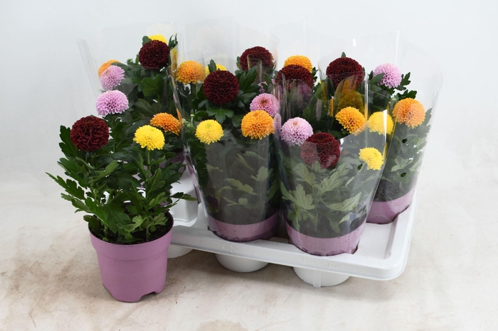 Chrysanthemum Flowerpops gemengd in pot