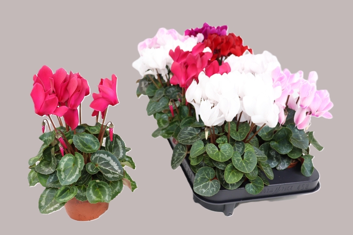 <h4>CYCL MD SUP ALLURE</h4>