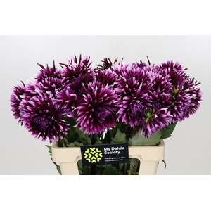 Dahlia Aiyana