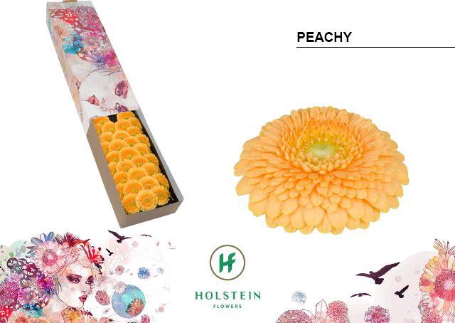 <h4>Germini Pomponi Peachy Doos</h4>